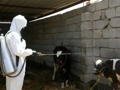 Crimée Congo…La fièvre hémorragique inquiète au Sénégal