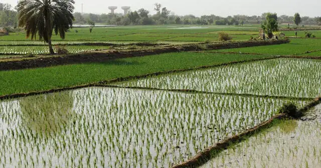 Riziculture : Niamey mobilise 653 millions de dollars sur 10 ans