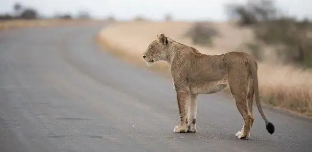 Kédougou : un lion sème la peur