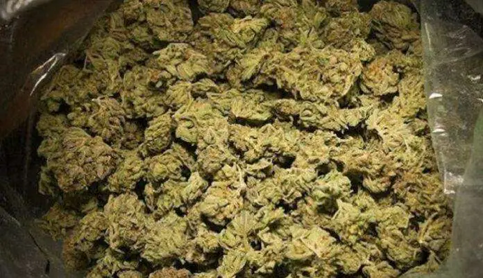 Yarakh : Un mécanicien et l’épouse d’un dealer surpris avec 23,5 kg du chanvre indien