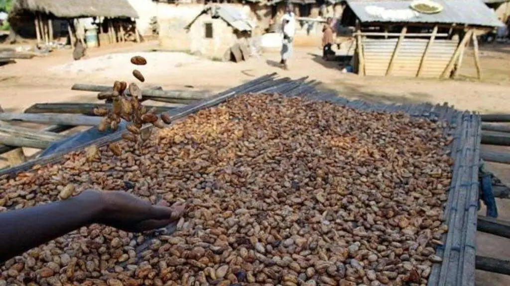 Côte d&rsquo;Ivoire et Ghana lancent un ultimatum aux multinationales du cacao