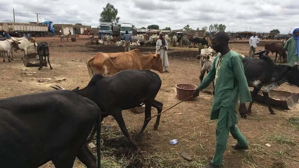 Mali: soldats maliens, russes et chasseurs dozos accusés de vols massifs de bétail