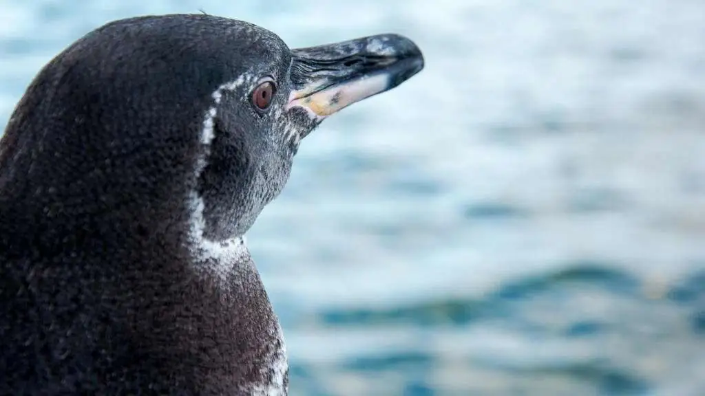 Équateur: les îles Galapagos en alerte pour protéger la faune de la grippe aviaire