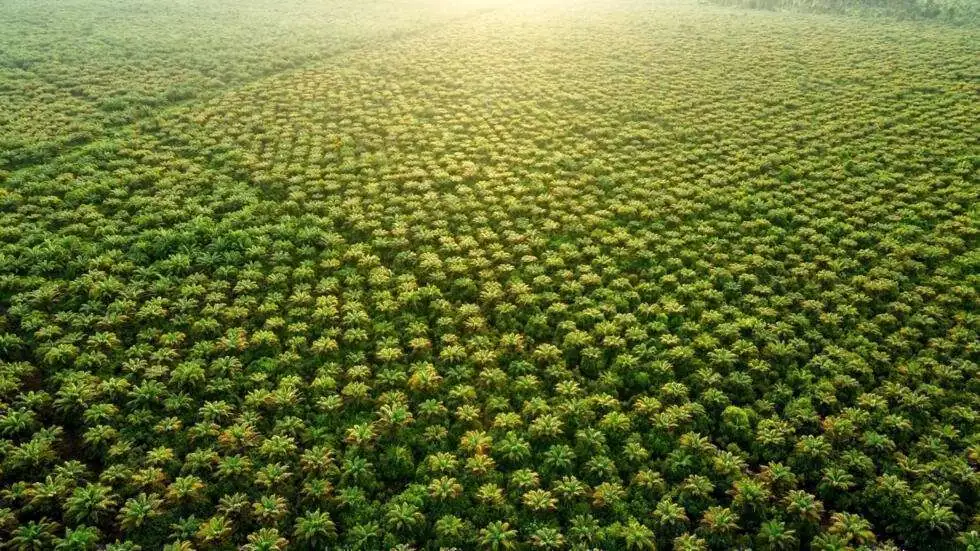 Côte d’Ivoire: les autorités suspendent l’exportation d’huile de palme