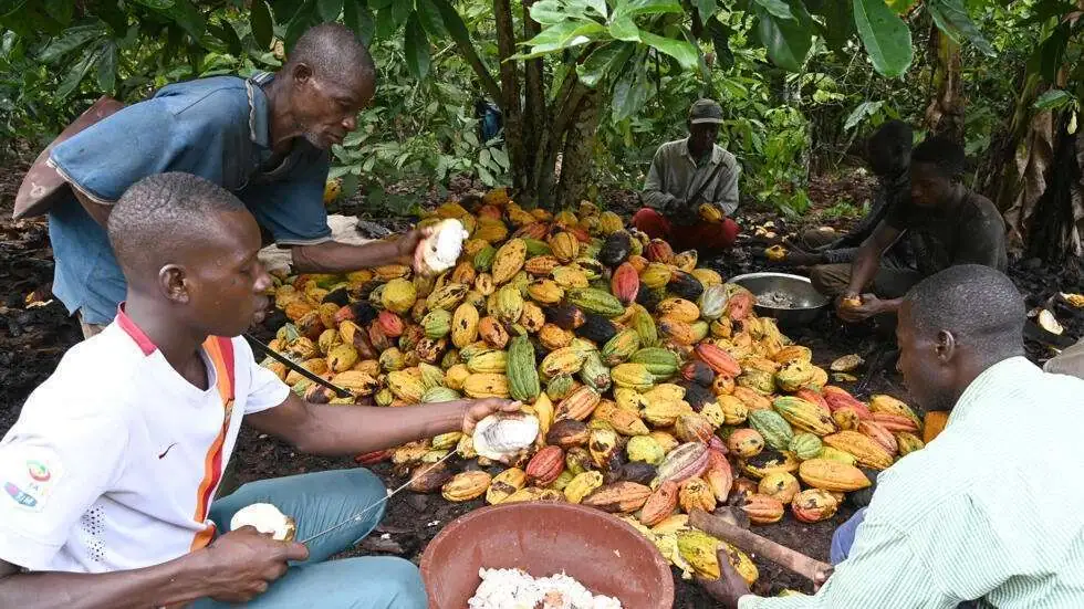 Déforestation: le cacao ivoirien est-il conforme aux nouvelles règles imposées par l&rsquo;UE ?