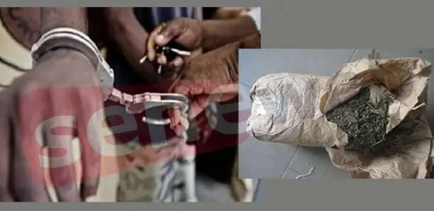 Dahra-Djoloff : Un sexagénaire déféré au parquet pour trafic de chanvre indien