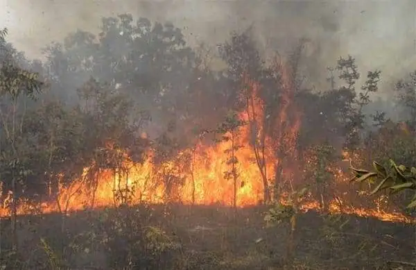 Tambacounda : Un incendie ravage une plantation de bananes, 20 millions F CFA de pertes