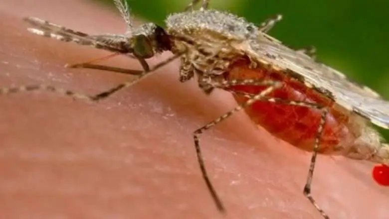 Paludisme : vers l’éradication au Mali d’ici 2030 ?