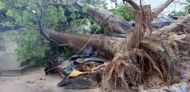 Un baobab écrase deux maisons à Ziguinchor: 22 personnes des deux familles hébergées par leurs voisins