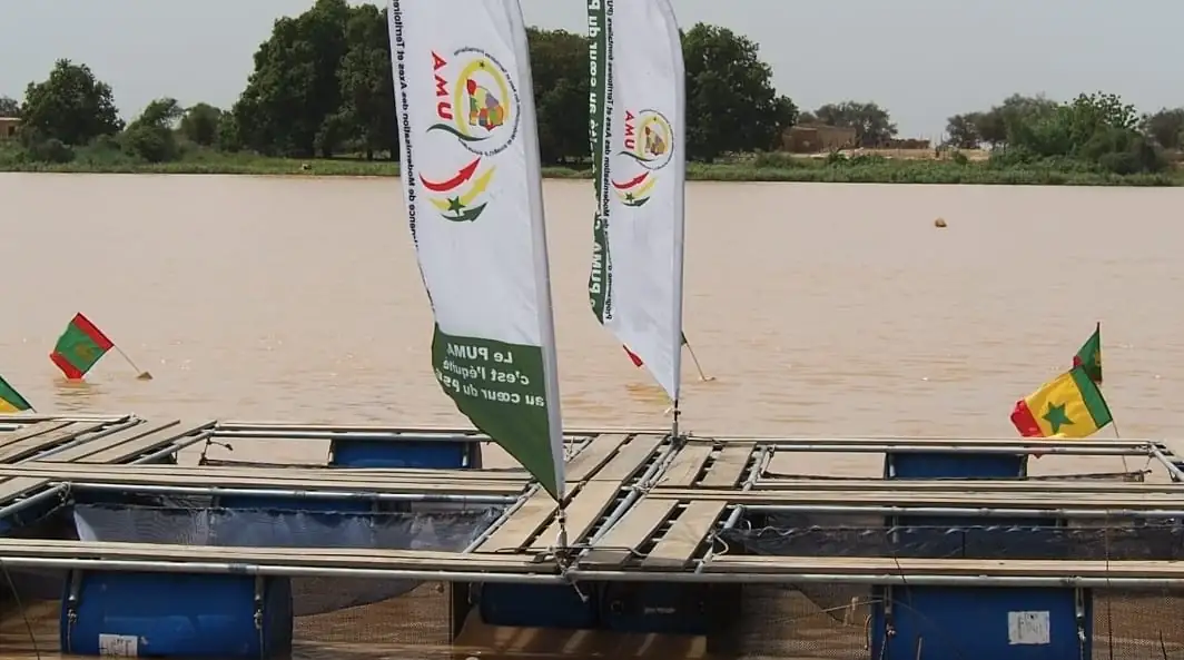 PODOR/ PROJET DE REPEUPLEMENT DU FLEUVE SÉNÉGAL INITIÉ PAR LE PUMA À NGAOLÉ