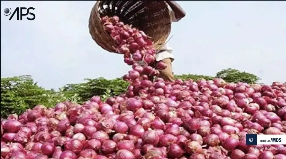 PODOR : PRÈS DE 15.000 TONNES D&rsquo;OIGNON VENDUES DURANT LA SAISON 2022-2023