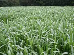 Mauritanie : L’armée étend sa griffe à l’agriculture