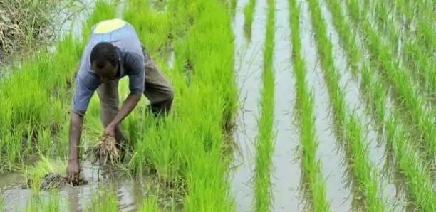 Agriculture : le Sénégal bénéficie d’un financement de 51 milliards pour redynamiser le secteur