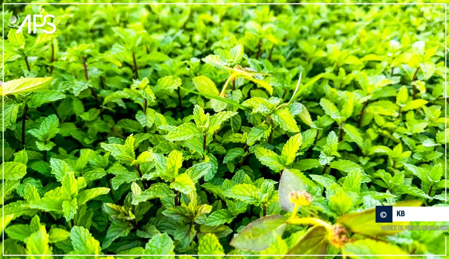 Richard-Toll : les herbes aromatiques, une aubaine pour les femmes de Ndombo Alarba