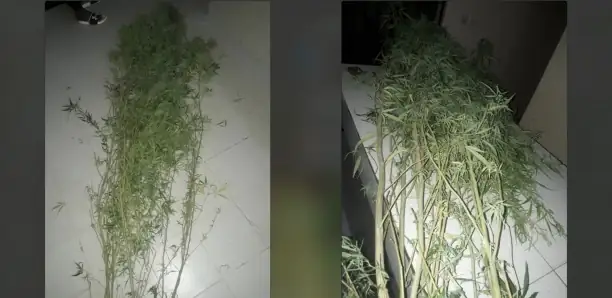 Ndoffane : Un septuagénaire cultivait du chanvre indien dans son jardin