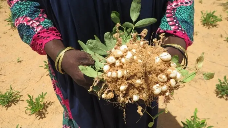 Dankassari : comment la semence locale « Badanda » renforce la résilience climatique et l’autonomisation économique des femmes rurales