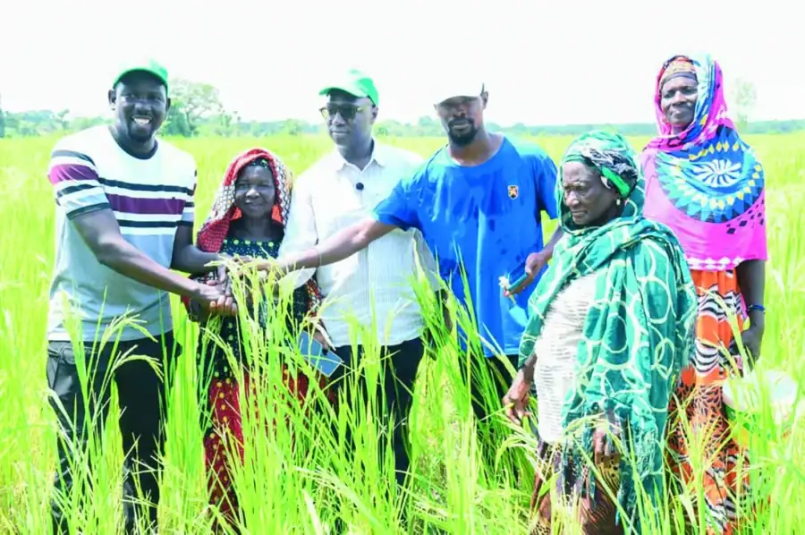 Campagne agricole 2025: des rendements record attendus à Kédougou