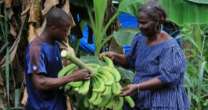 Plus de 5 millions d’agriculteurs reçoivent une couverture sociale
