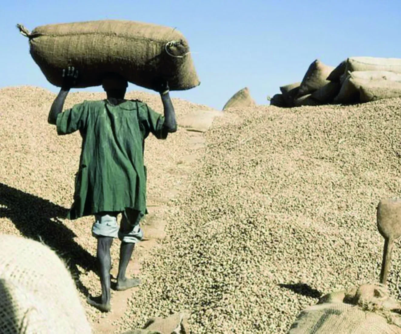 Campagne de commercialisation de l’arachide : 38.247,937 tonnes collectées par la Sonacos de Diourbel