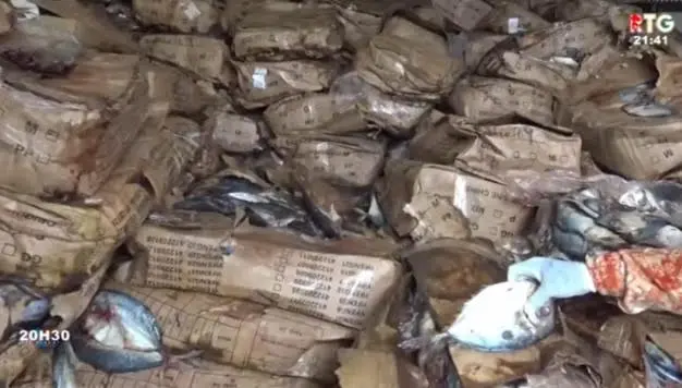 Frontière Guinée-Sénégal : près de 30 tonnes de poissons pourris saisies et incinérées à Koundara